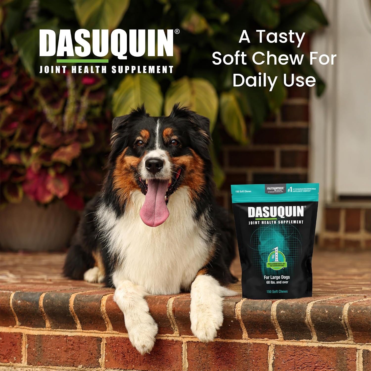 Nutramax Dasuquin Joint Supplement, Small/Med Dogs, Soft Chews, 84ct | Glucosamine and Chondroitin Joint Health Supplement for Dogs under 60 lbs, Soft Chews, With ASU, All Ages