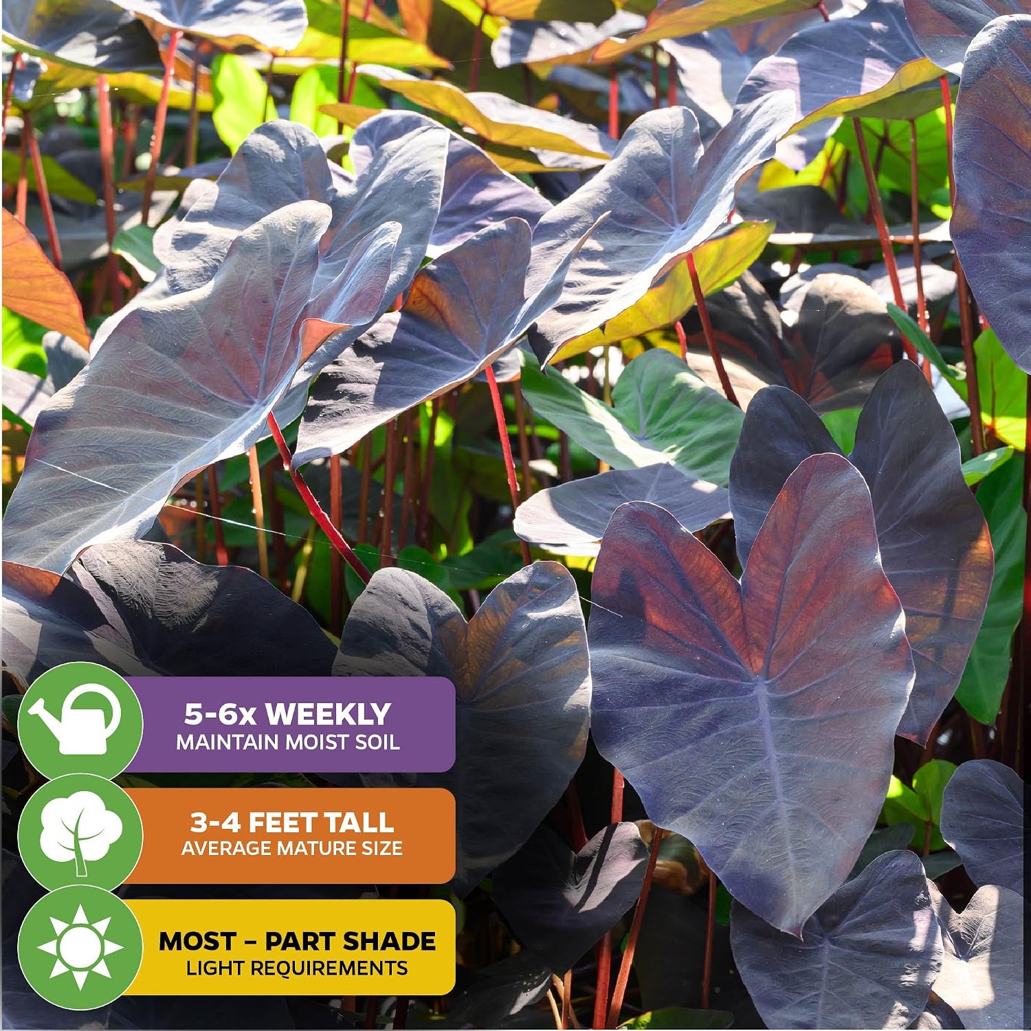 Thailand Giant Elephant Ear Live Plant - Colocasia gigantea by Wellspring Gardens - Elephant Ear Plant, Colocasia Gigantea, Elephant Ear Plant Live, Exotic Elephant Plant, Tropical Garden Design Ideas