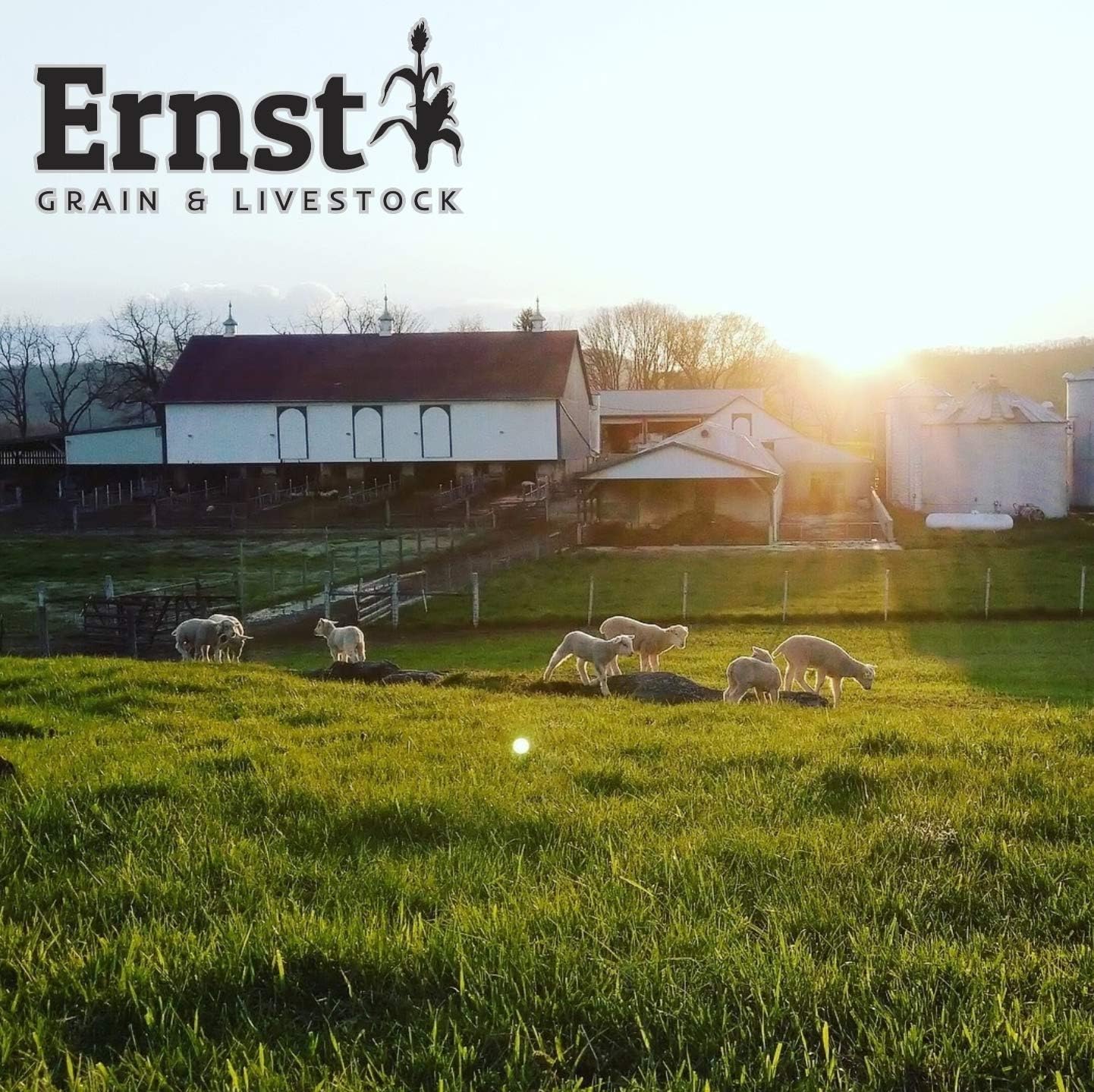 Ernst Grain & Livestock Black Oil Sunflower Seeds - Birdseed for Outside Feeders Wild Bird Food - Ideal Bird Seed for Cardinals