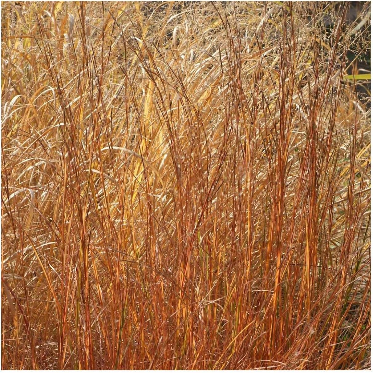 1000 Little Bluestem Native Grass Seeds - Gold Vault Jumbo Seed Packet