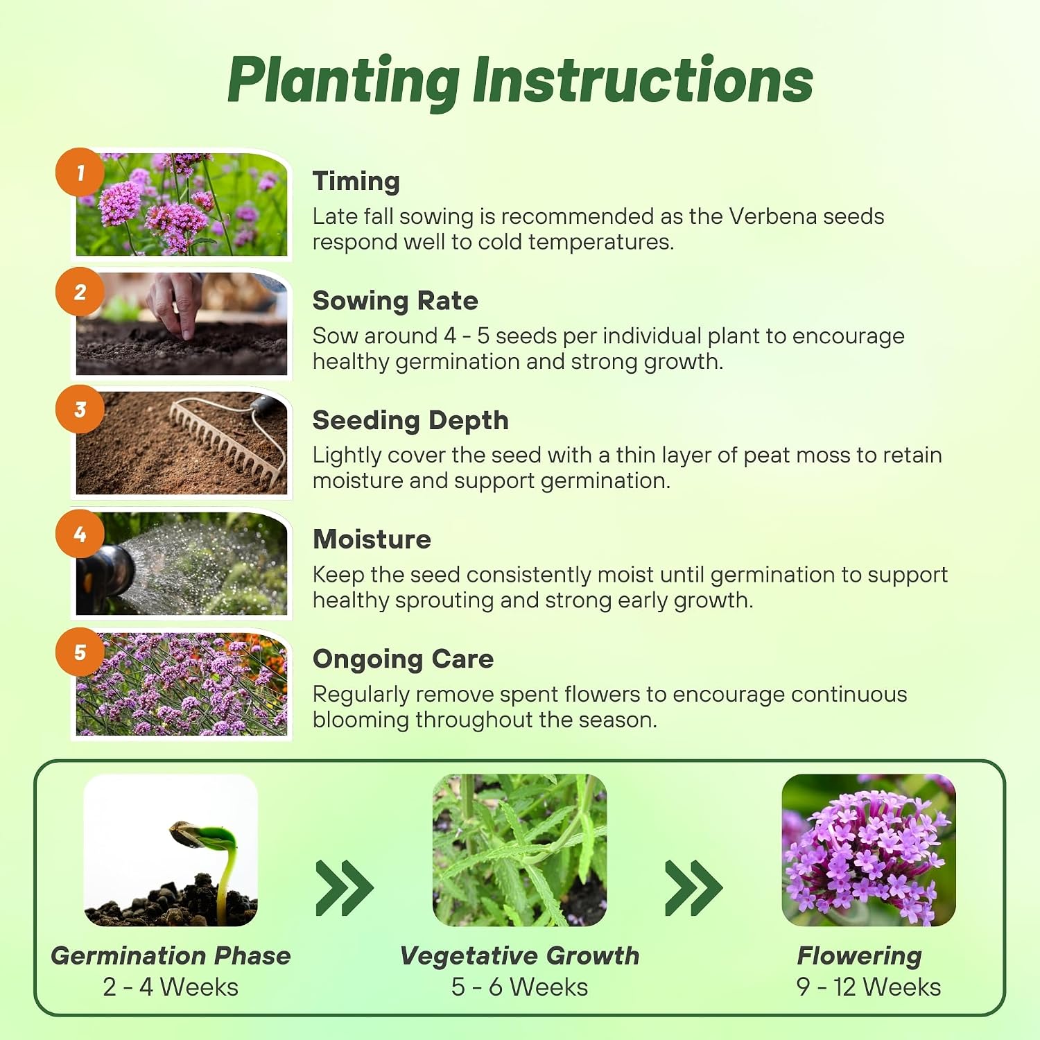 Outsidepride Purpletop Verbena Seeds for Planting - 5000 Pcs. Annual, Drought Tolerant & Easy to Grow, Ground Cover with Fragrant & Vibrant Blooms for Containers, Borders & Pollinator Gardens