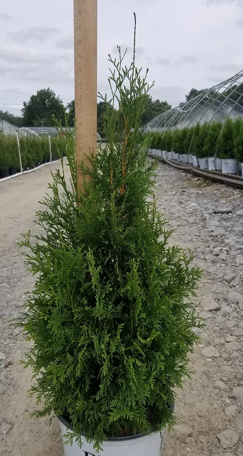 Live Plant Thuja-X Green Giant Evergreen Tree (Western Arborvitae), 3-Gallon Fully Potted Plant from Green Promise Farms