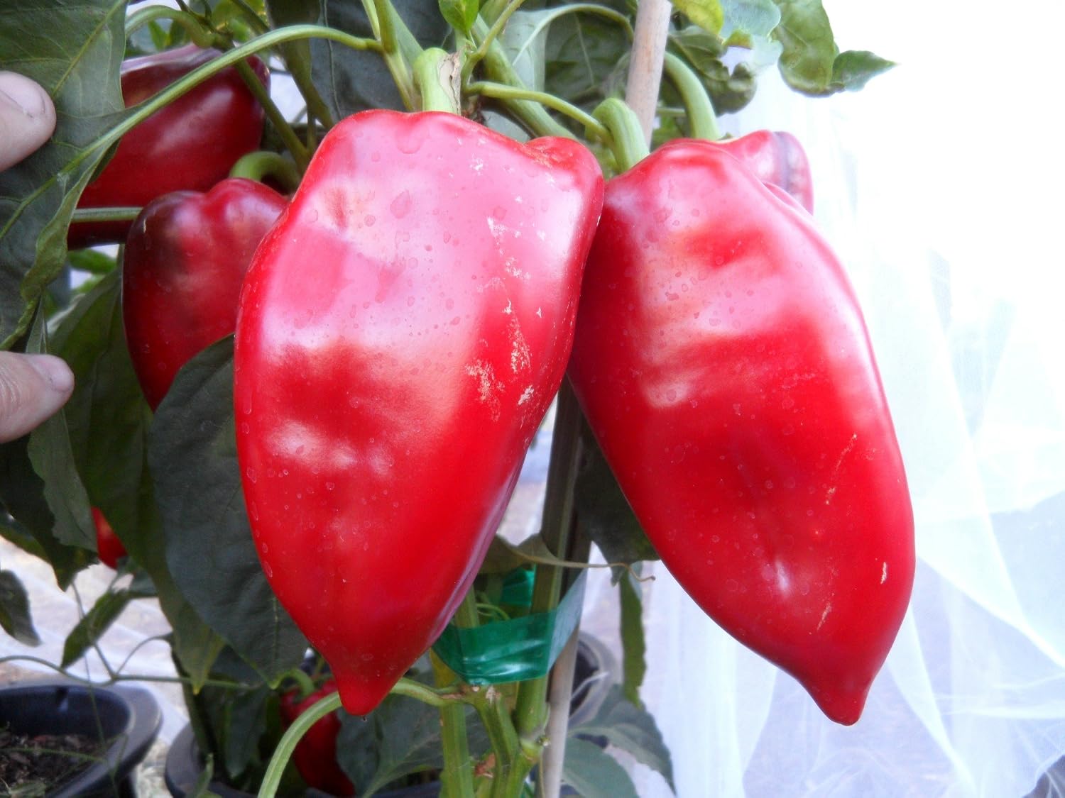 Elephants Ears Pepper 10+ Seeds