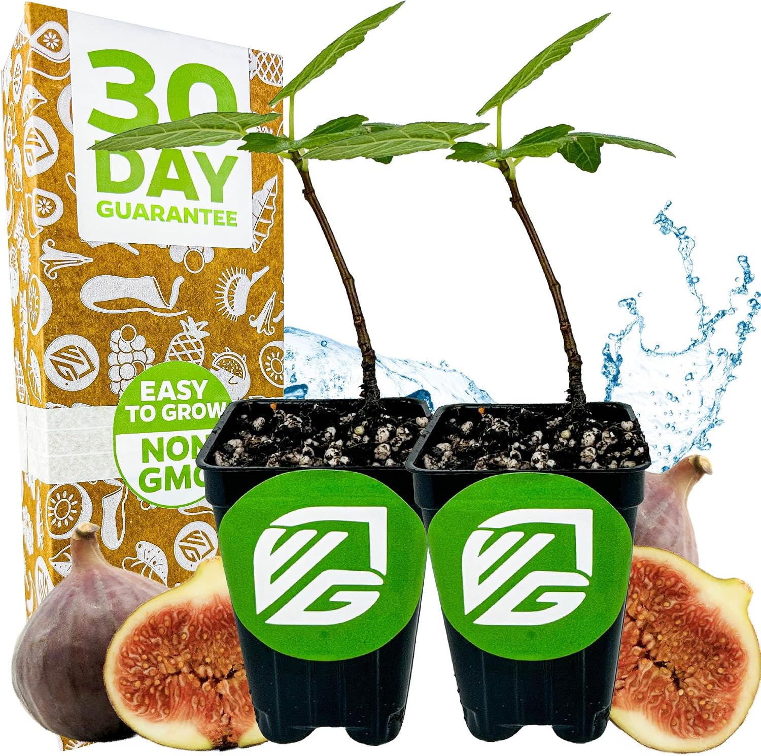 Beer's Black Fig Tree (Dwarf Habit) Live Plant - Ficus carica 'Beer's Black' - Wellspring Gardens - Cold-Hardy Fig, Dwarf Fig Tree, Compact Fig Plant - Fruit Bearing Starter Tree