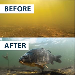 Before, after, water, murky, clear, fish