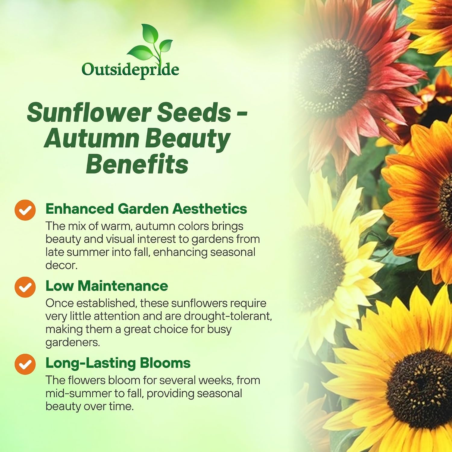 Outsidepride Autumn Beauty Sunflower Seeds for Planting - 1 Lb. Annual, Easy to Grow Flower Seeds w/Vibrant, Abundant Blooms for Cut Flower Arrangements & Pollinator & Vegetable Gardens
