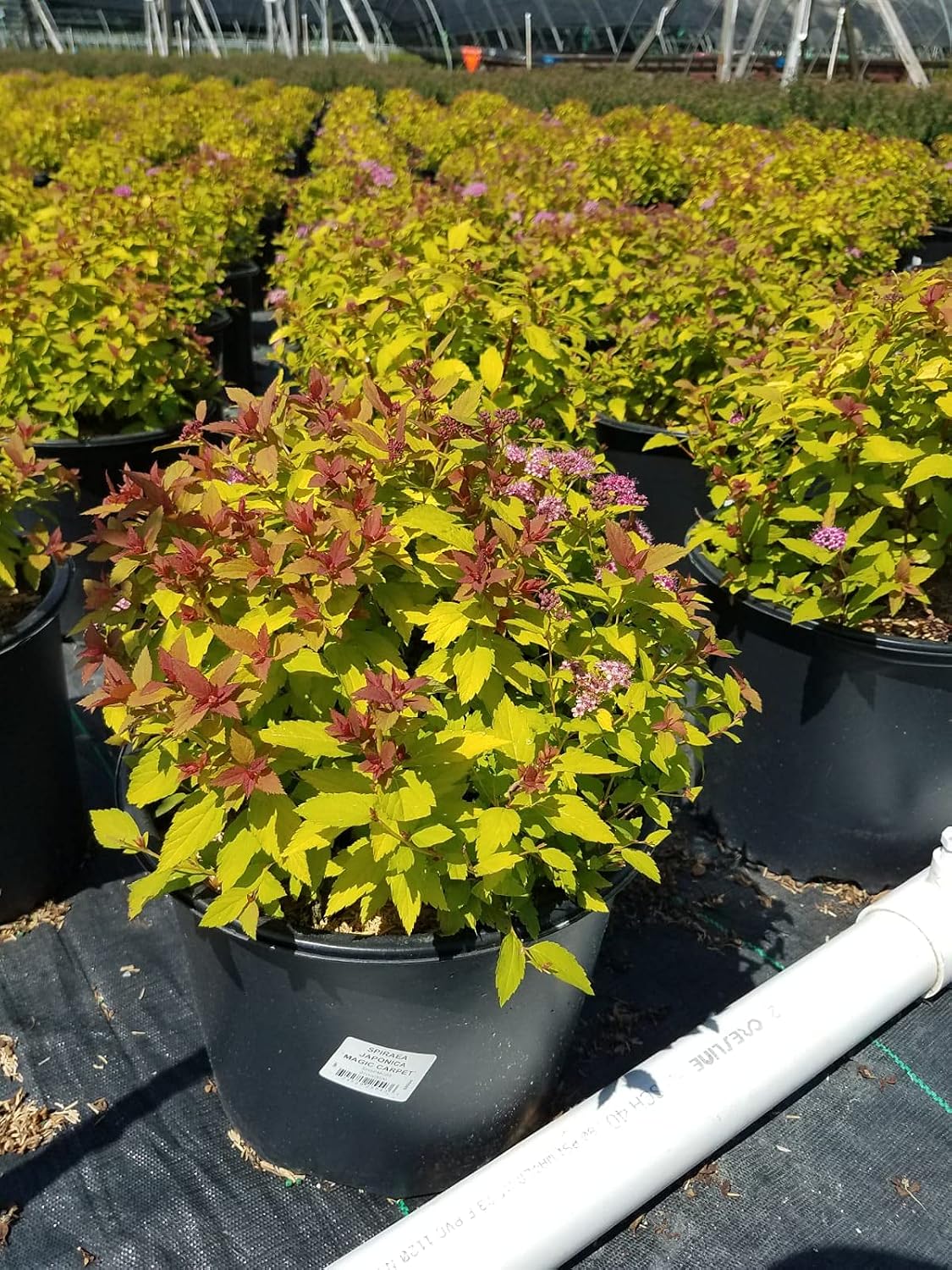 Proven Winners - Spiraea jap. Double Play Gold (Spirea) Shrub, , #3 - Size Container