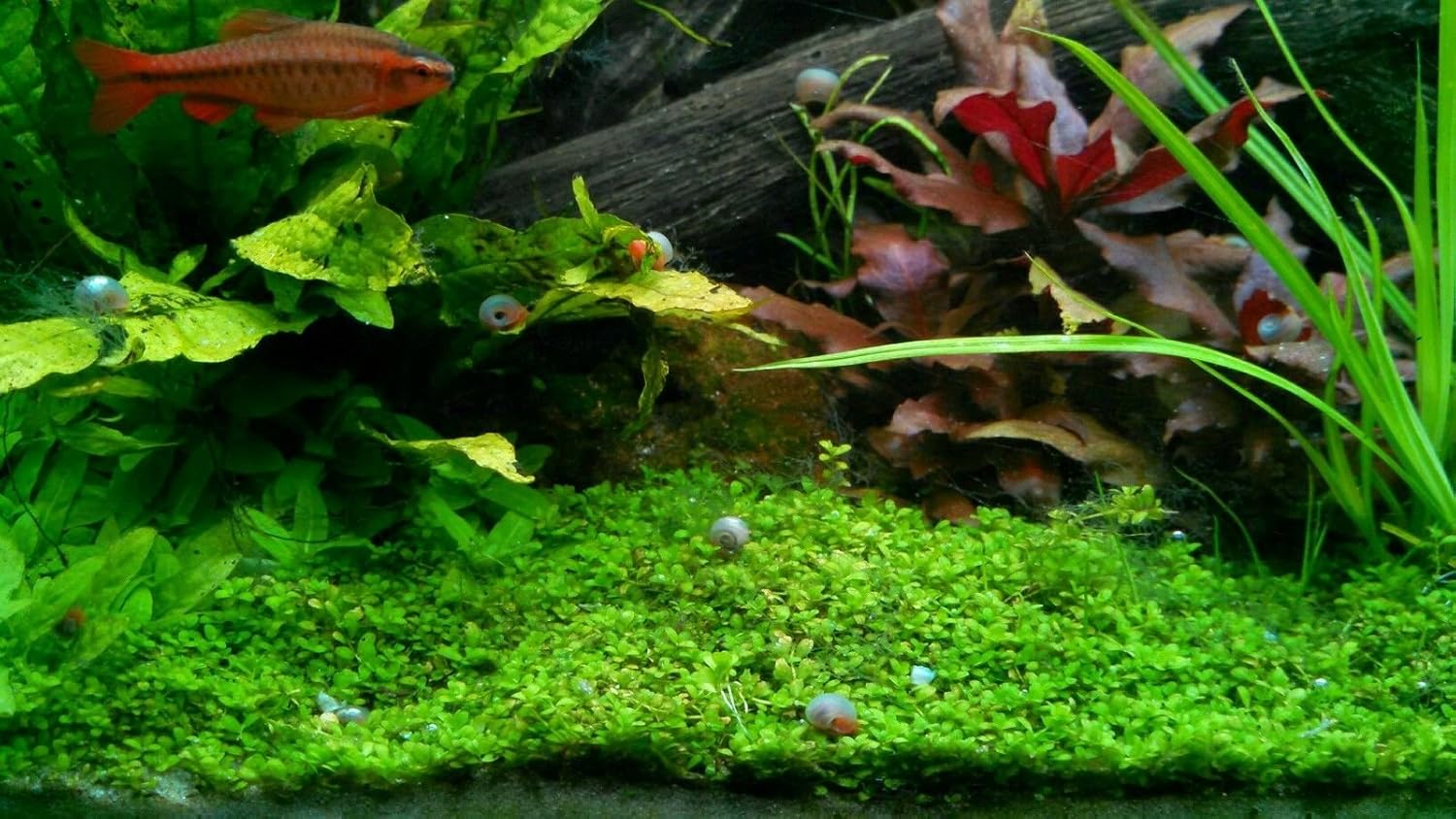 9+ Live Ramshorn Snails Aquarium or Pond, Algae Clean Up! Shipped Daily!