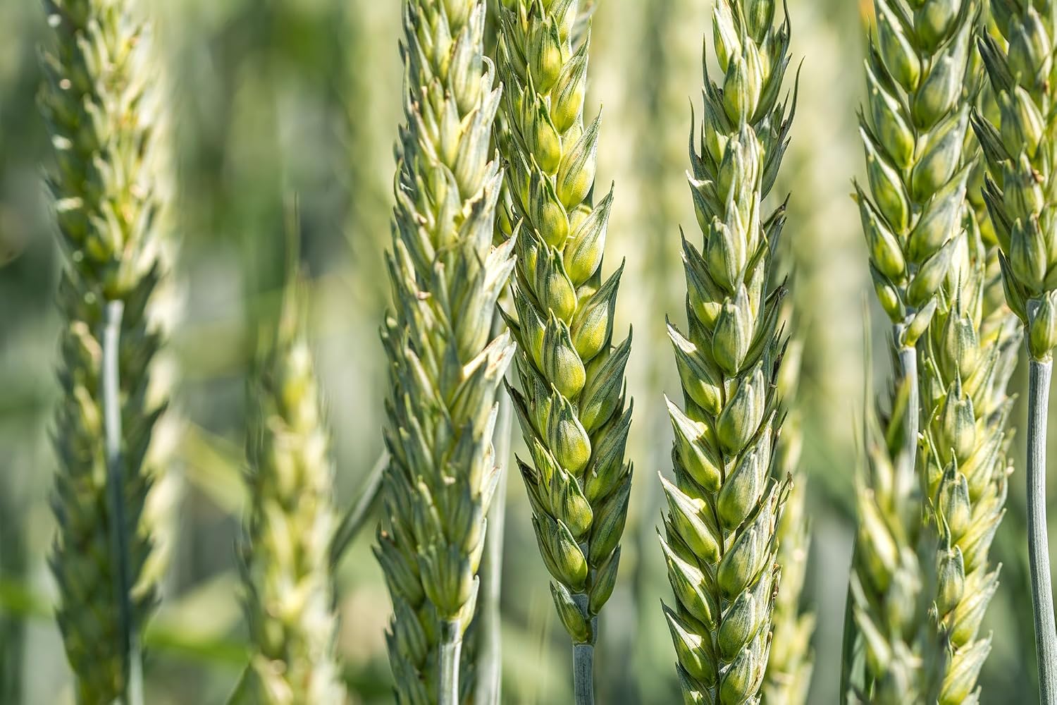 All Good Things Organic Hard Red Spring Wheat Seeds for Planting: 200 Count | Classic Bread-Baking Wheat, High-Protein Hard Red Kernels, Homestead Grain Plot Staple, Doubles as Cover Crop, Non-GMO