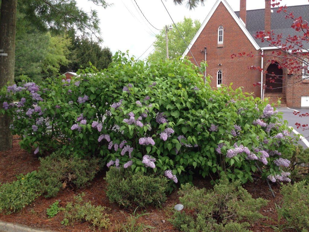 Tiny Dancer Dwarf Lilac - Compact Growth to only 5 Feet - Very Fragrant and Floriferous - 2 Year Live Plant
