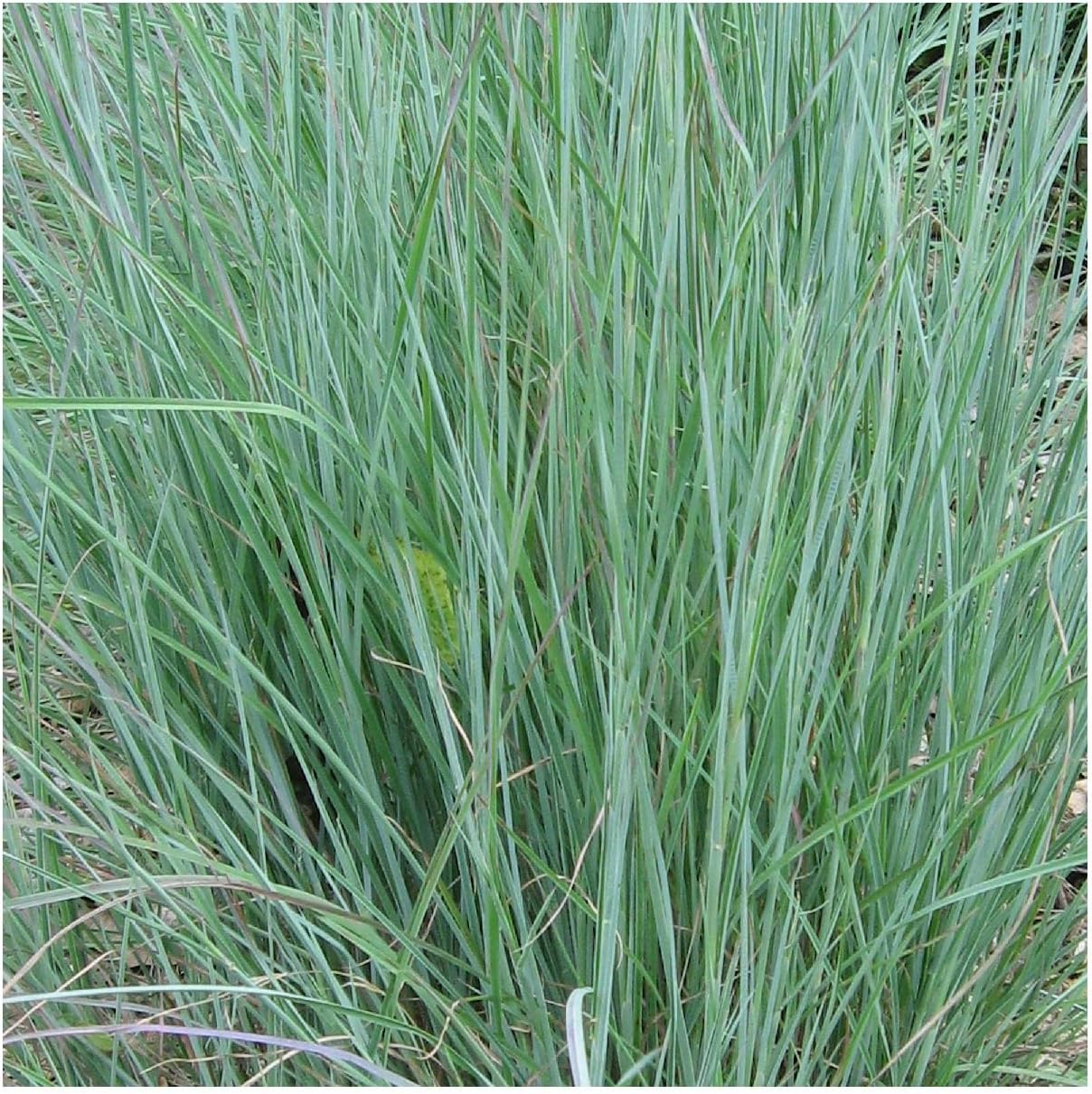 1000 Little Bluestem Native Grass Seeds - Gold Vault Jumbo Seed Packet