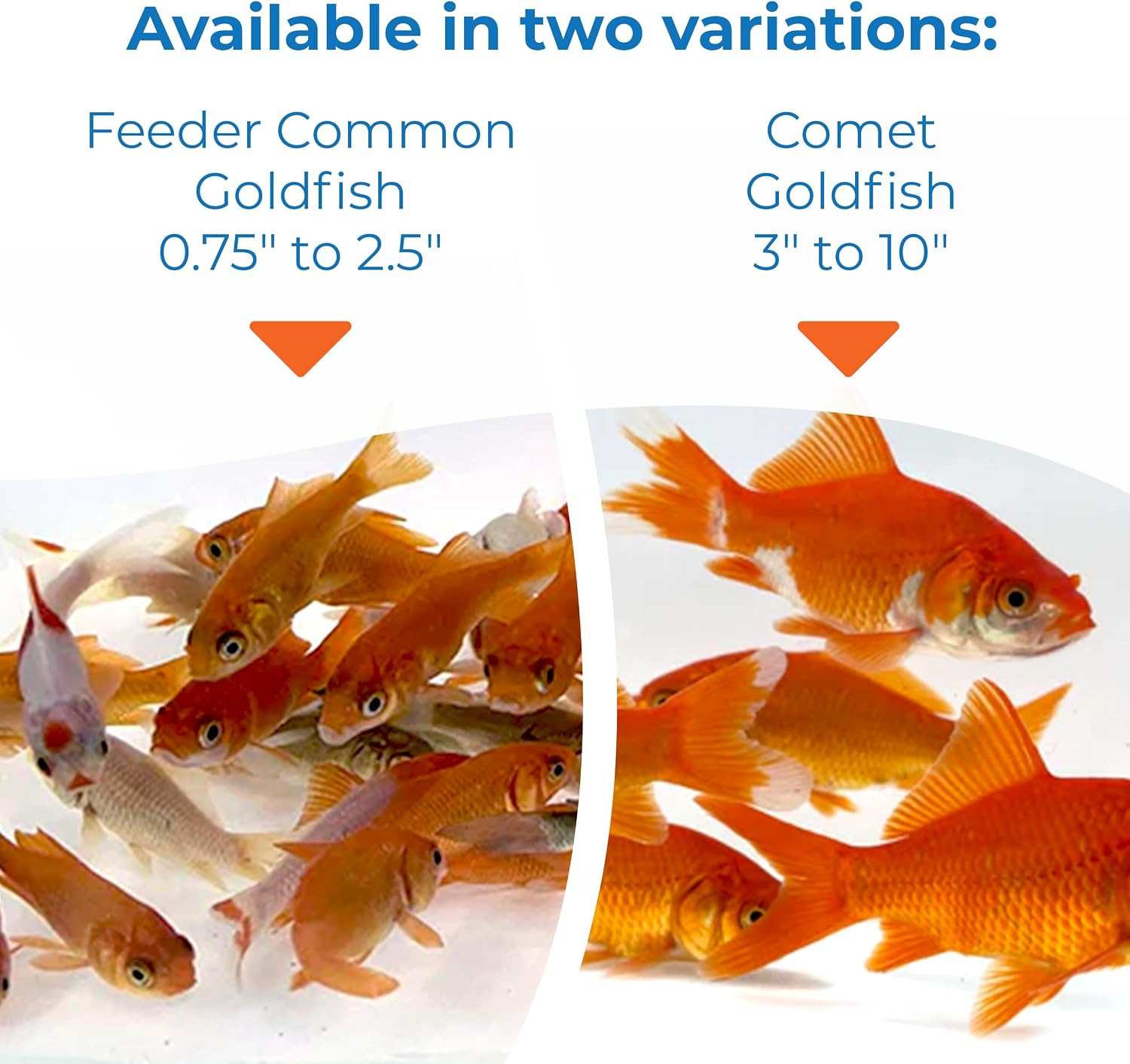 Toledo Goldfish Classic Comet Goldfish: Live Goldfish with a Variety of Sizes for Ponds, Tanks, and Aquariums - 3-4 Inches, 5 Count