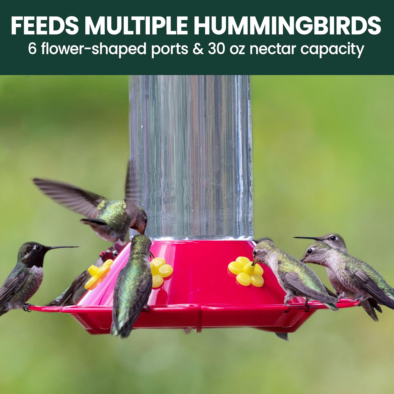 Perky-Pet 209B-1SR Glass Hummingbird Feeders for Outdoors Hanging - 30 fl oz Nectar Capacity - Ant & Bee Guarded Red Bird Feeder