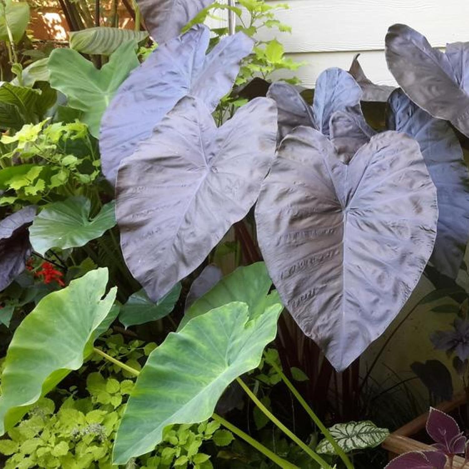 ‘Black Magic’ Taro, a Great Live Pond Plant for Your Water Garden. Filters The koi and Goldfish Pond. Good for Bogs