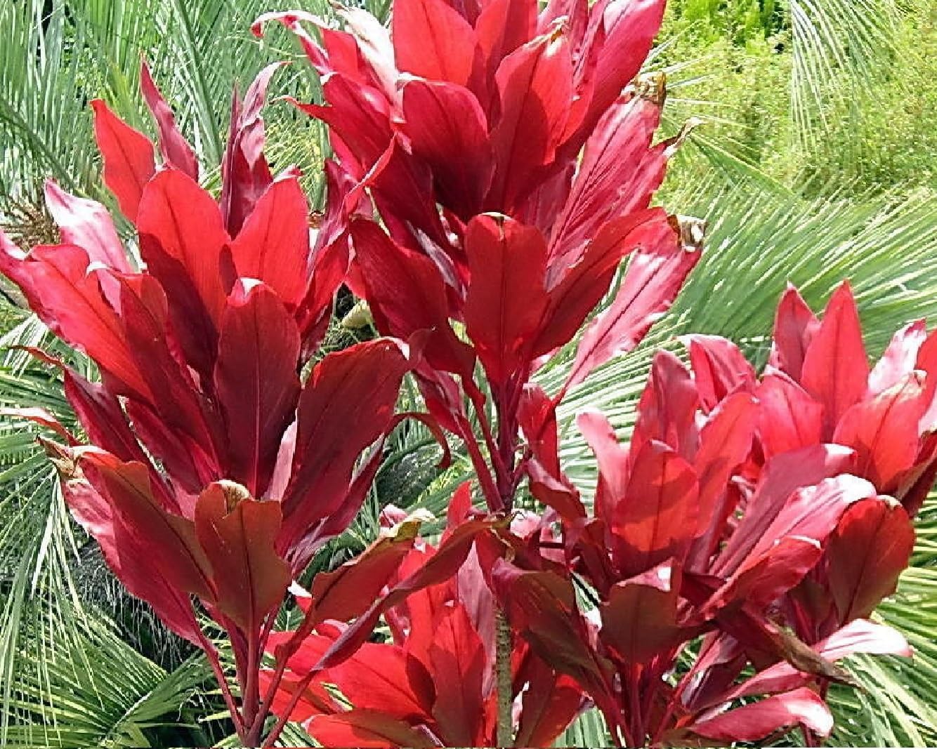 HAWAIIAN RED TI LEAF PLANT 2 LOGS ~ GROW HAWAII