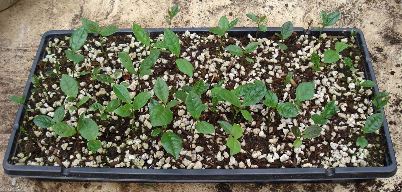 Green Tea Plant Seeds - Camellia sinensis, also known as Tea Plant, Tea Tree (10 Seeds)