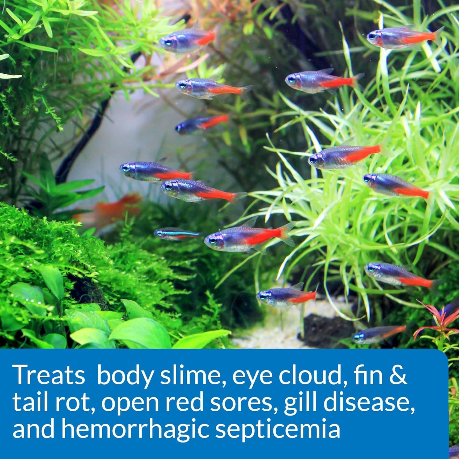 Api Fin and Body Cure Freshwater Fish Medication Powder (10-Count)