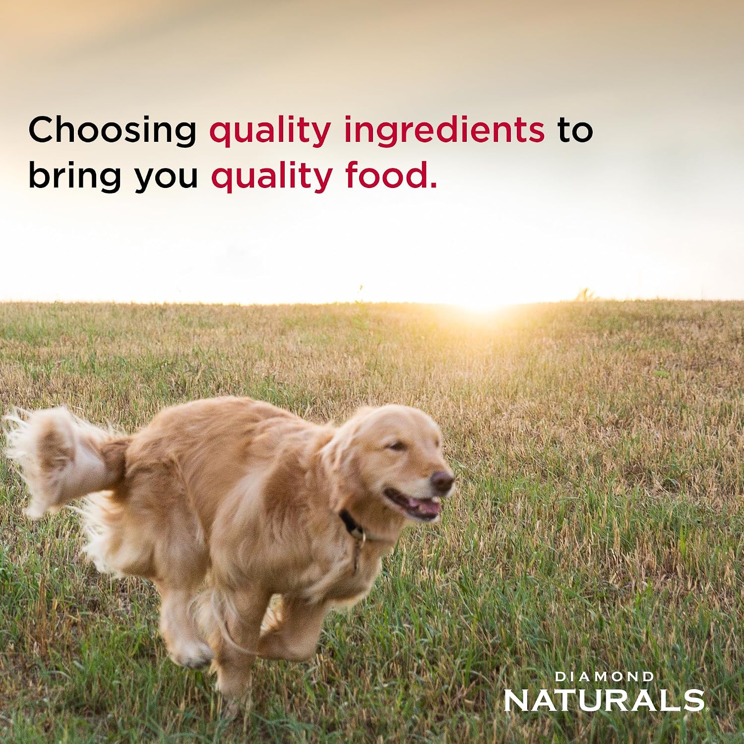 Diamond Naturals Adult Dry Dog Food, Lamb Meal & Rice, 40lb | Pasture Raised Lamb Protein | Omega Fatty Acids for Skin & Coat Health | Guaranteed Probiotics for Digestive Support