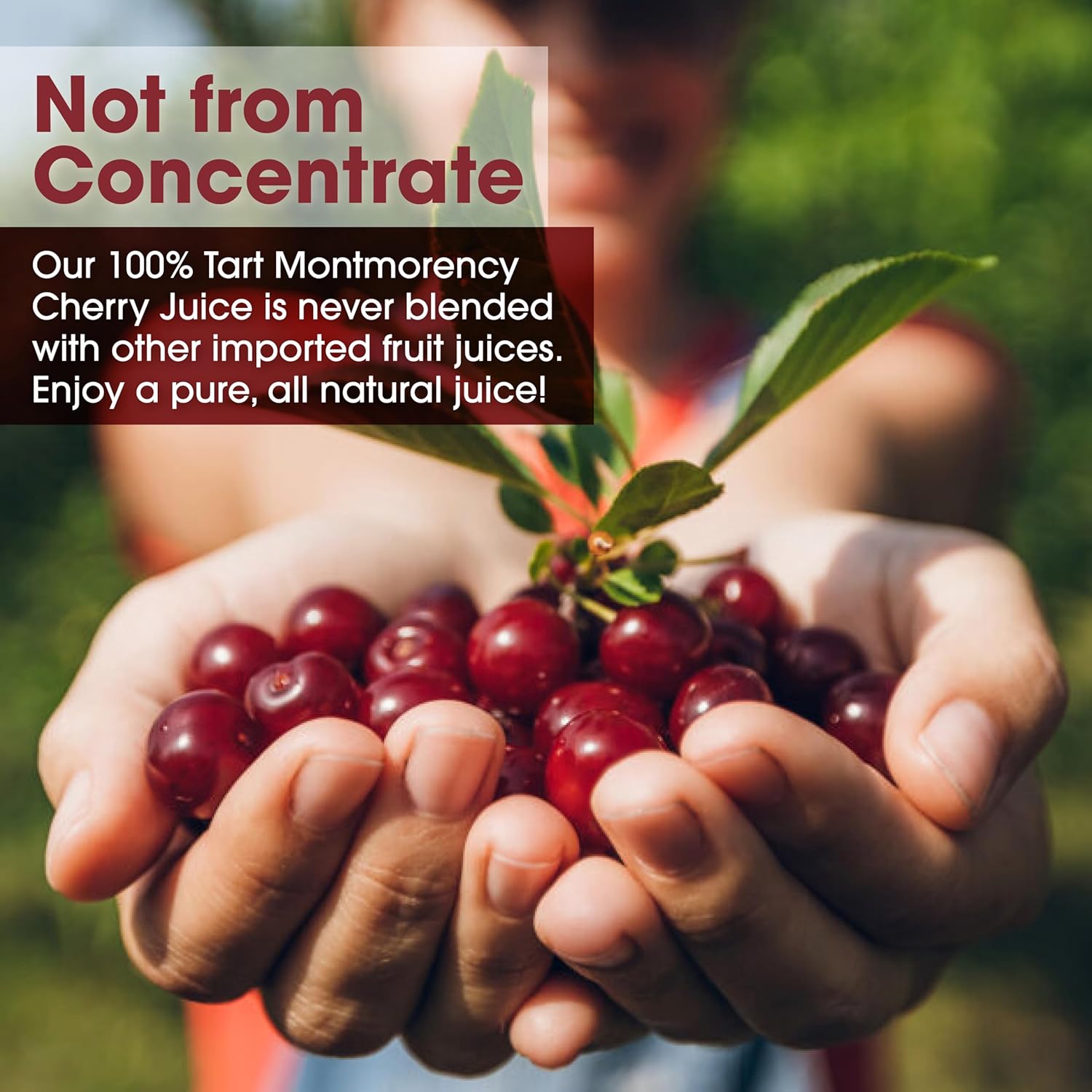 Cherry Bay Orchards Montmorency Tart Cherry Juice - 12oz Ready to Drink Bottle - 100% Domestic, All Natural Ingredients, No Added Sugar, Gluten-Free