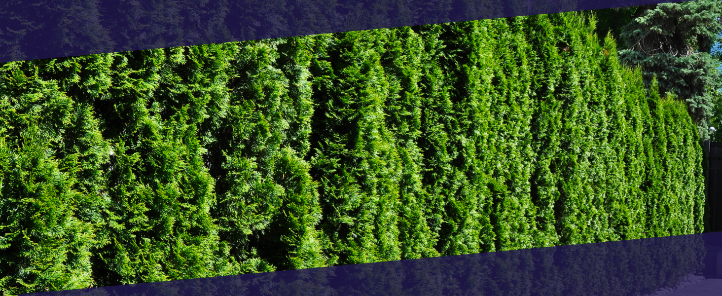 Thuja Green Giant Tree