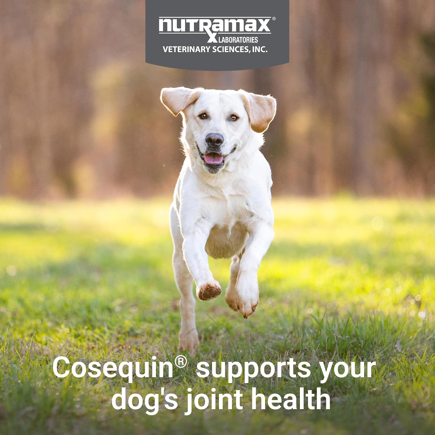 Nutramax Cosequin Joint Supplement for Dogs, Skin & Coat, Soft Chews, 120ct | Glucosamine & Chondroitin for Dogs with MSM, Omega-3s, Supports Joints