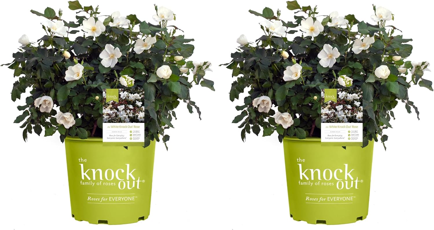 Knock Out 2 Gal. White Rose Shrub