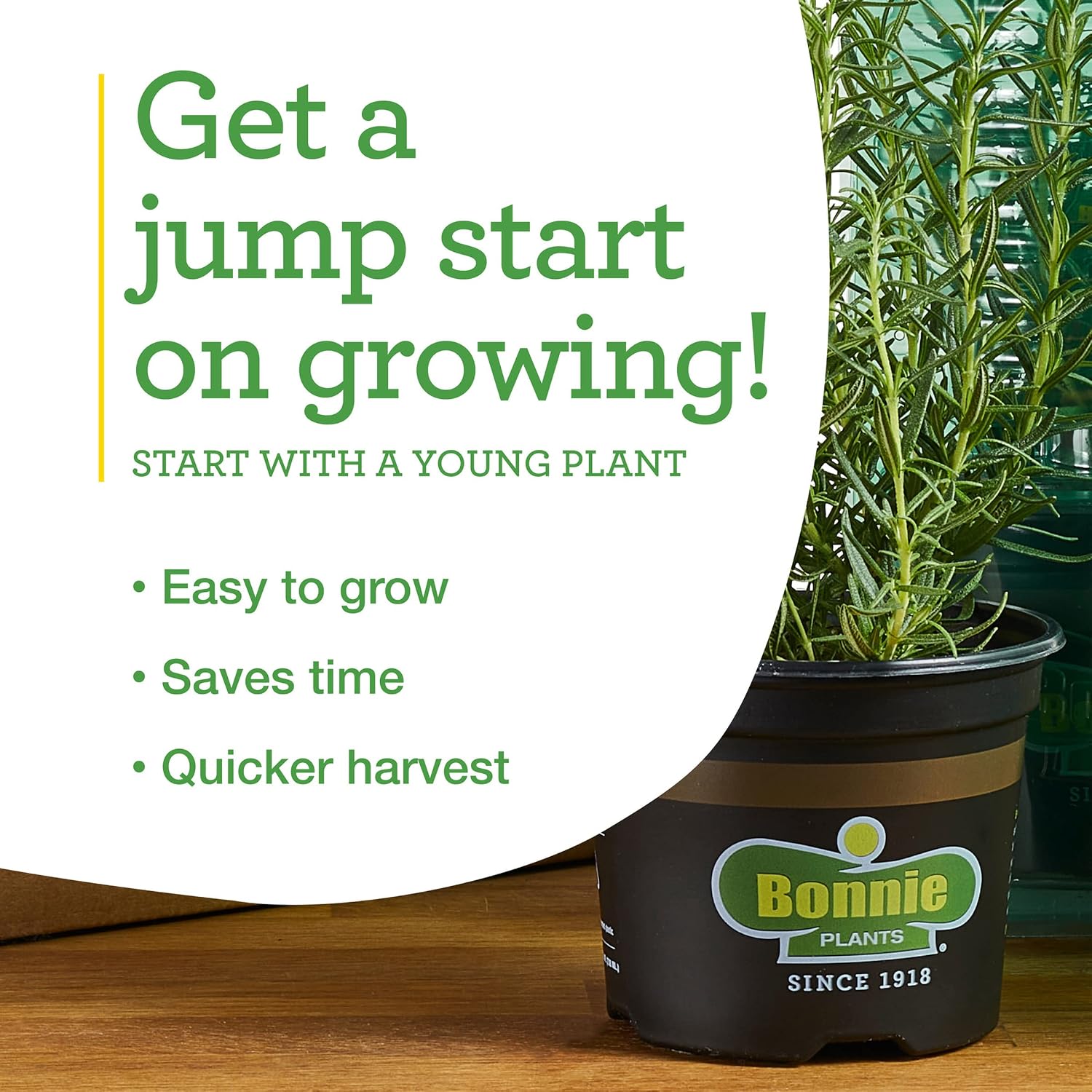 Bonnie Plants Rosemary Live Edible Aromatic Herb Plant - 4 Pack, Perennial In Zones 8 to 10, Great for Cooking & Grilling