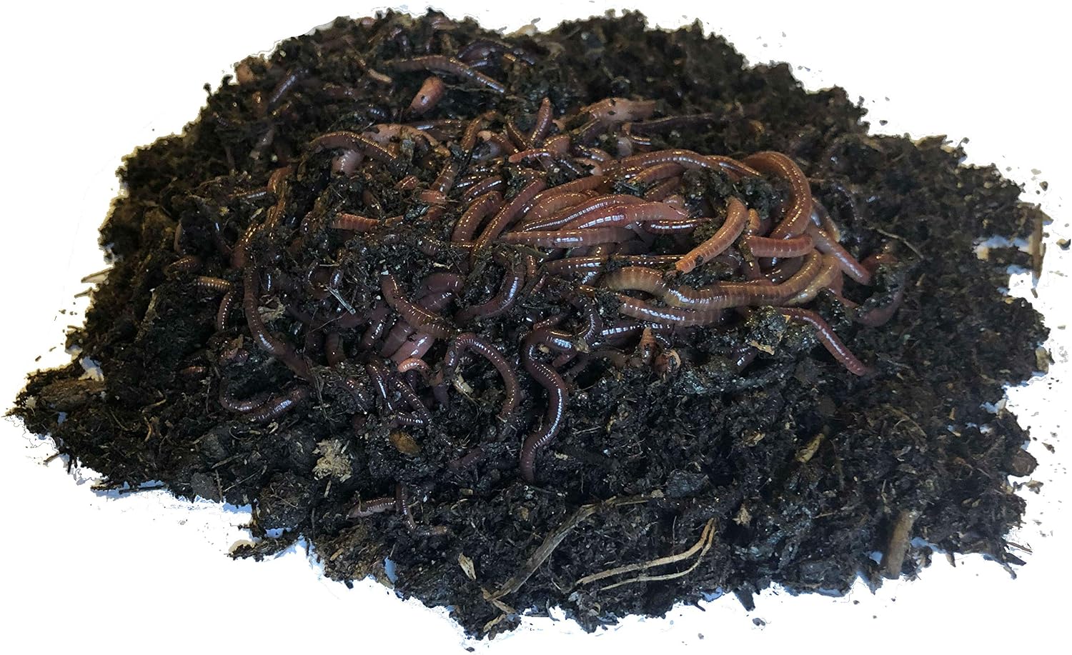 Nature's Little Recyclers 1,000+ Red Worms, Red Wigglers, Compost Earthworms, Organic, Sustainably Raised