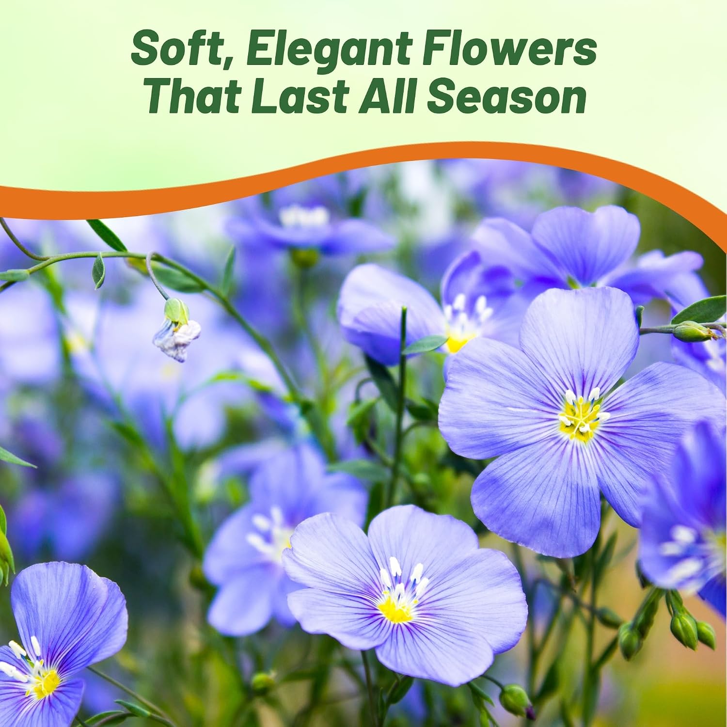 Outsidepride Blue Flax Seeds - 5000 Pcs Perennial Flower Seeds for Planting, Self-Seeding, Drought-Tolerant w/Compact Growth, Ideal for Small Gardens, Meadows, Borders, or Mass Plantings