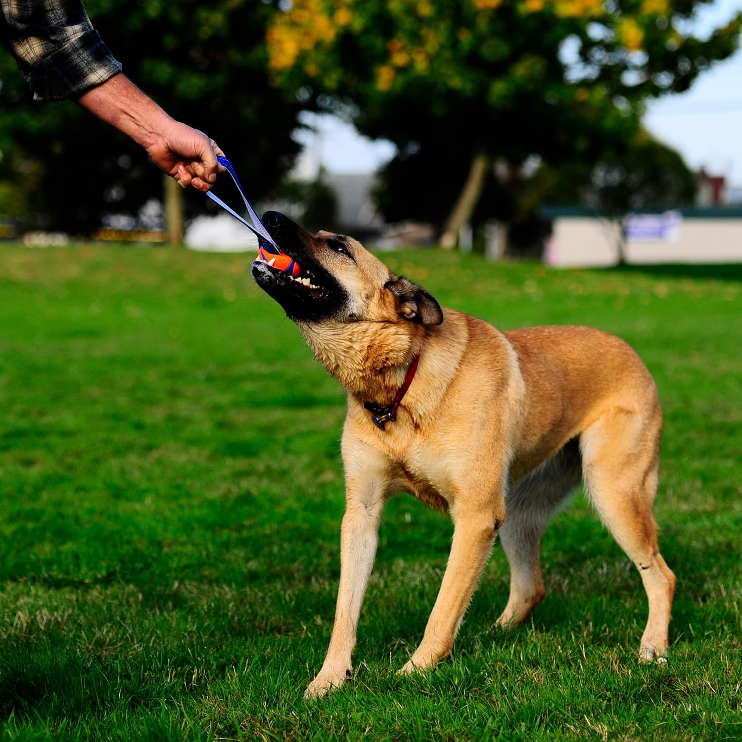 Chuckit! Ultra Tug Dog Toy - Ultra Ball on a Durable Nylon Cord Handle - Fetch and Tug-of-War Toy for Dogs - Size Large - For Breeds 60-100 lbs - 3-inch Diameter - Orange and Blue