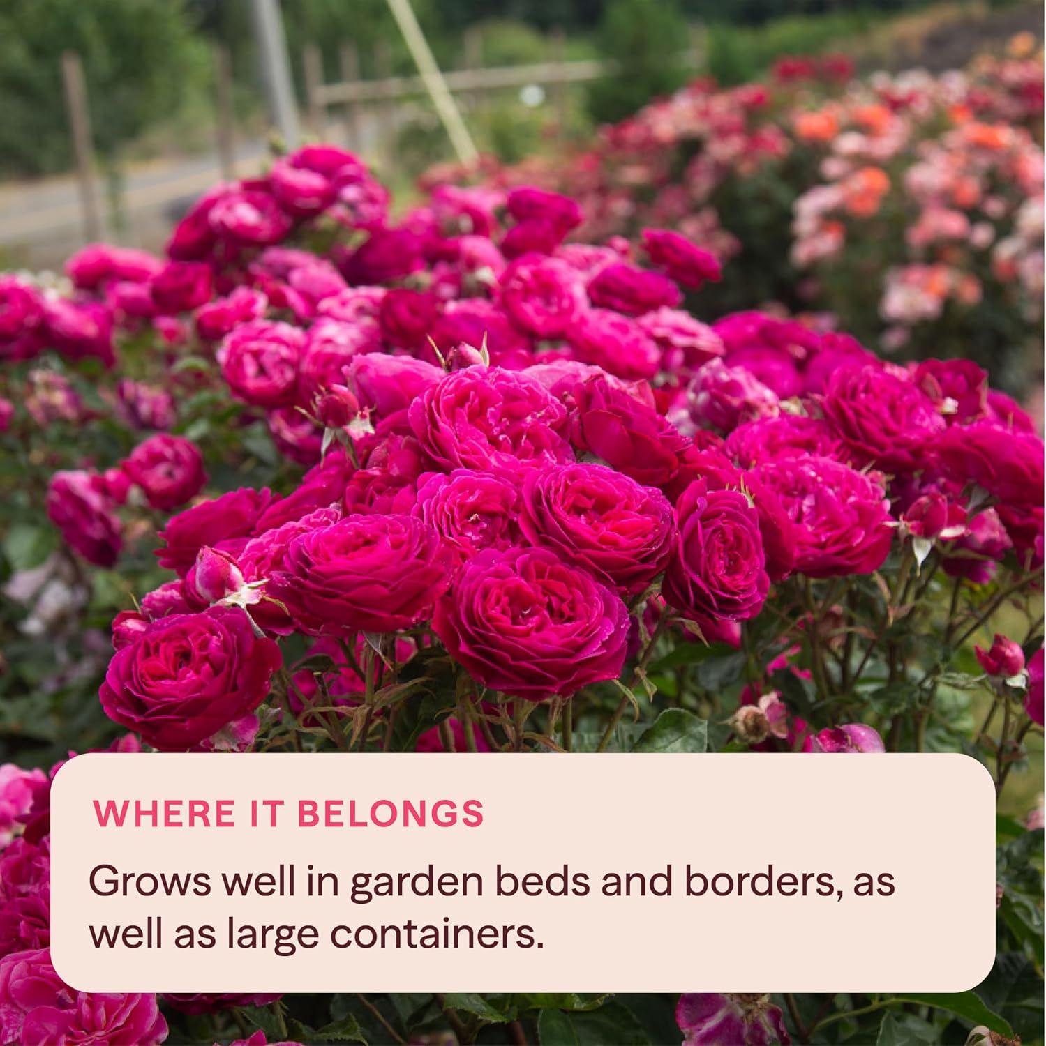 Heirloom Floribunda Roses, Live Own Root Plant, Koko Loko™ | Moderately Fragrant, Hardiness Zones: 6-10, Repeat Blooming,For Outdoor Gardens, Planters, and Pots