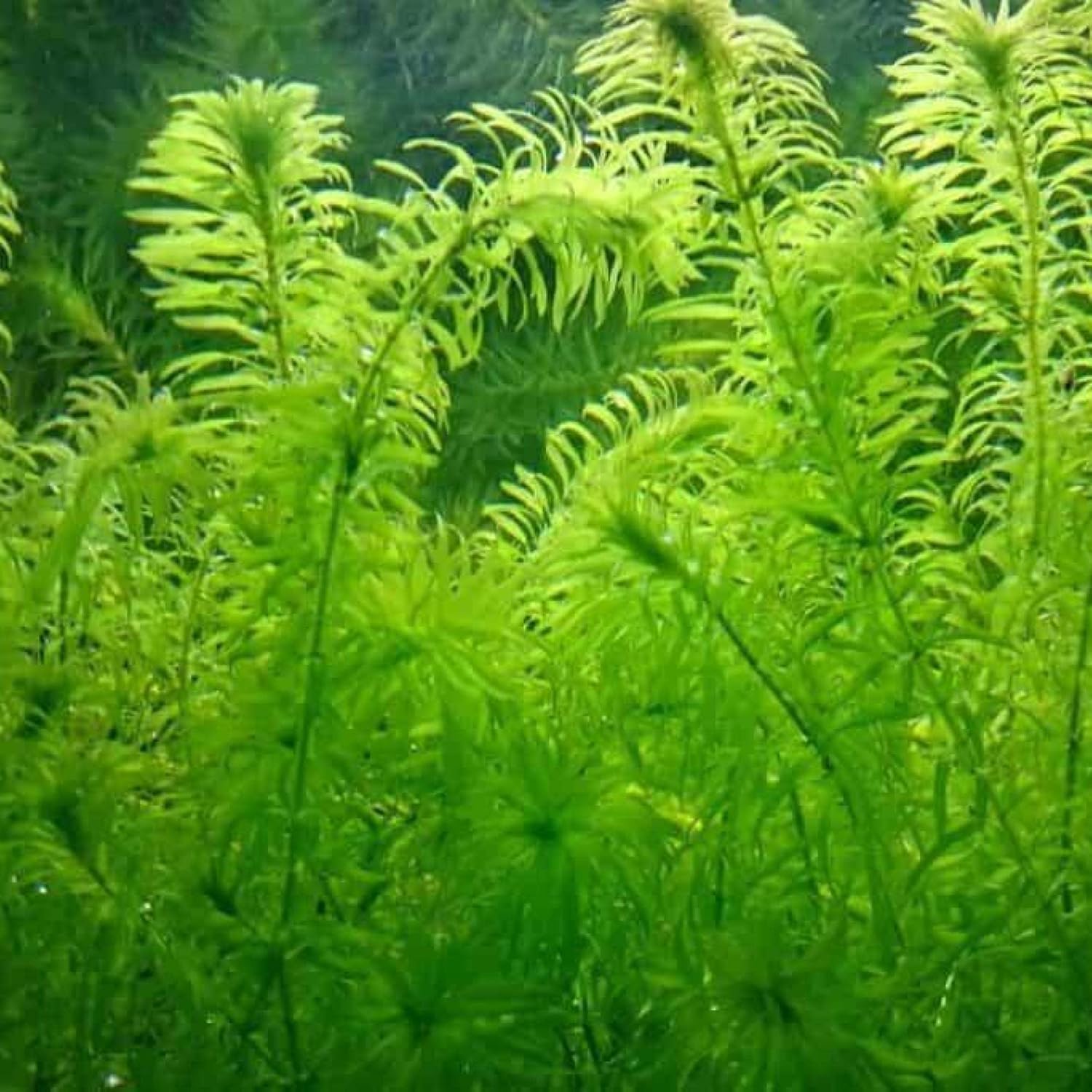 ‘Black Magic’ Taro, a Great Live Pond Plant for Your Water Garden. Filters The koi and Goldfish Pond. Good for Bogs