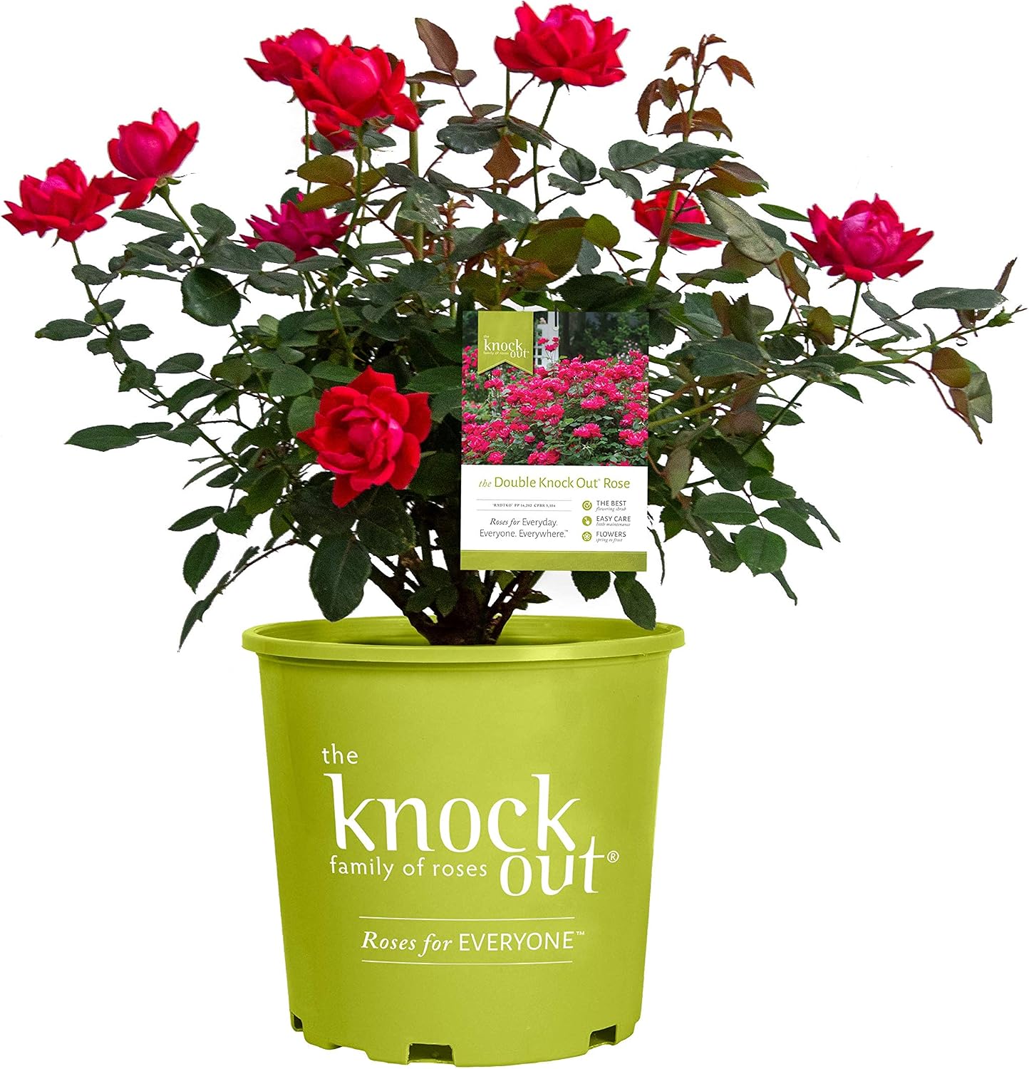 Green Promise Farms Rosa `Double Knock Out` (Reblooming) Rose, 3 Size Container, pink flower