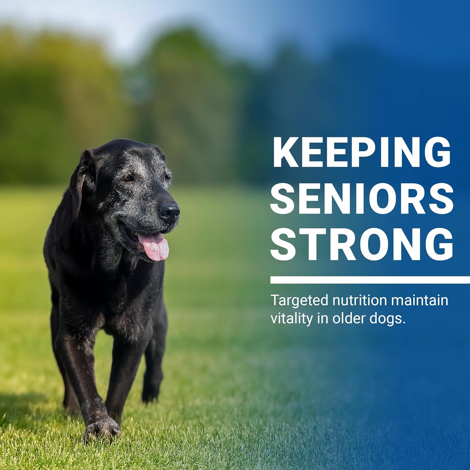 VPS SynovialMax Hip & Joint Soft Chews for Dogs - 240 count | Glucosamine for Dogs with MSM and Vitamin C - Advanced Dog Hip and Joint Supplement - Liver Flavor