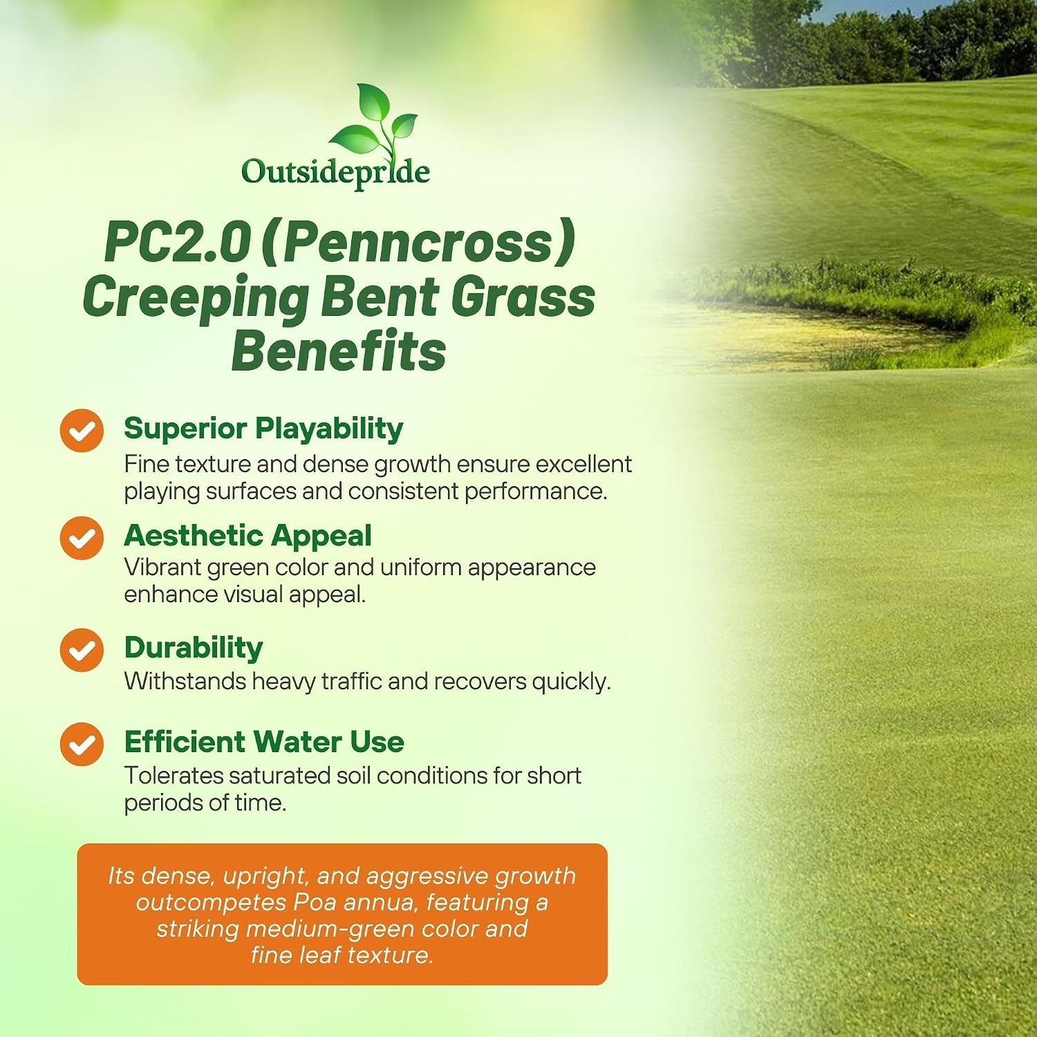 Outsidepride PC2.0 (Penncross) Creeping Bent Grass Seed – 2 lbs. Premium Golf Course Grade, Dense, Wear-Resistant Turf Grass Seeds for Tees, Putting Greens & Fairways, Ideal for High Traffic Areas