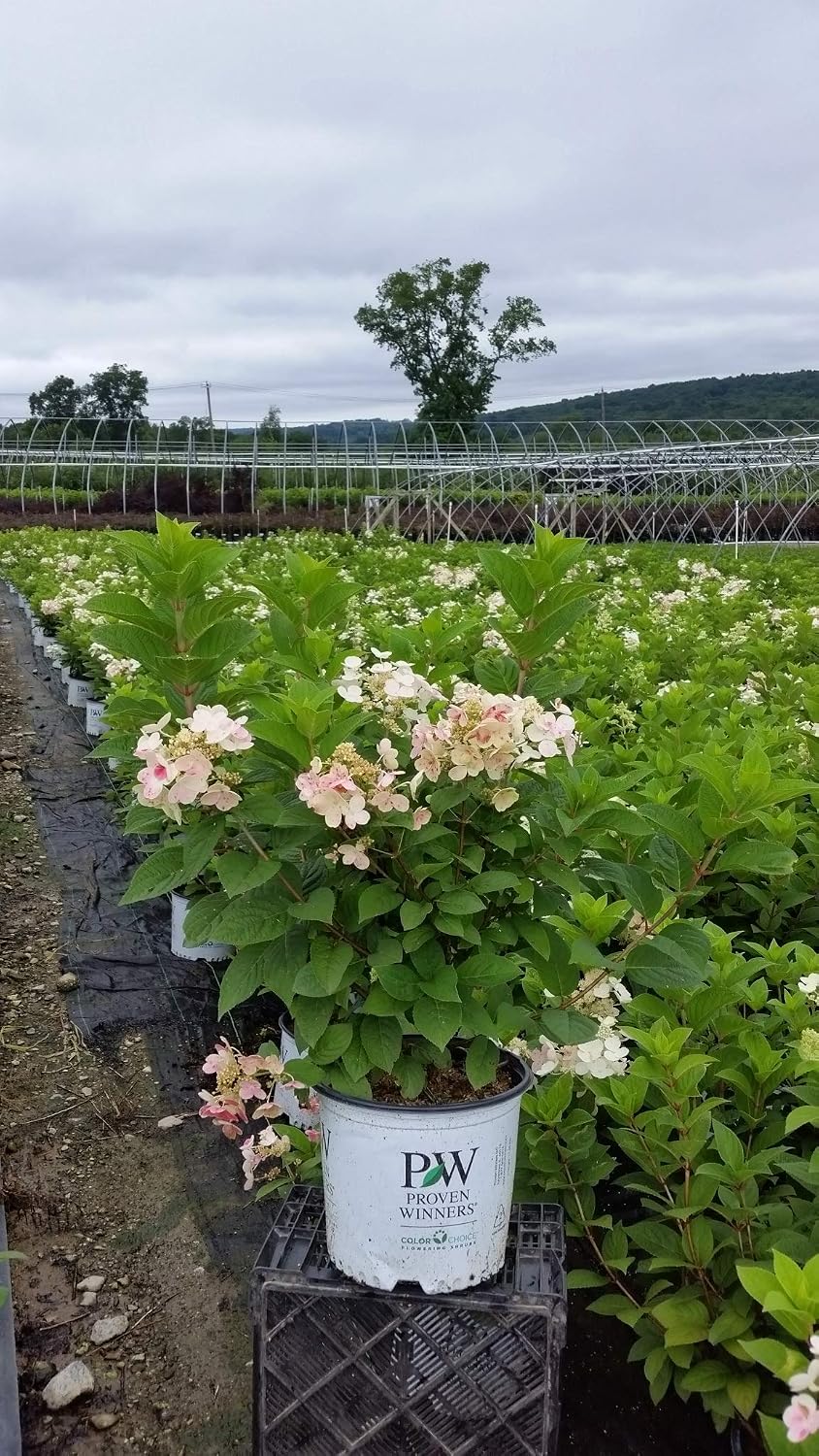 Proven Winners - Hydrangea pan. Little Quick Fire (Panicle Hydrangea) Shrub, White to Pink Flowers, #3 - Size Container
