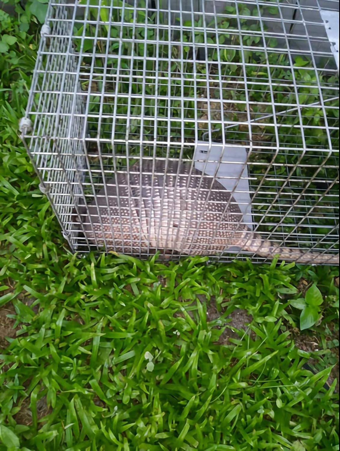 Faicuk Large Collapsible Humane Live Animal Cage Trap for Raccoon, Opossum, Stray Cat, Rabbit, Groundhog and Armadillo 32 x 11 x 13 Inch