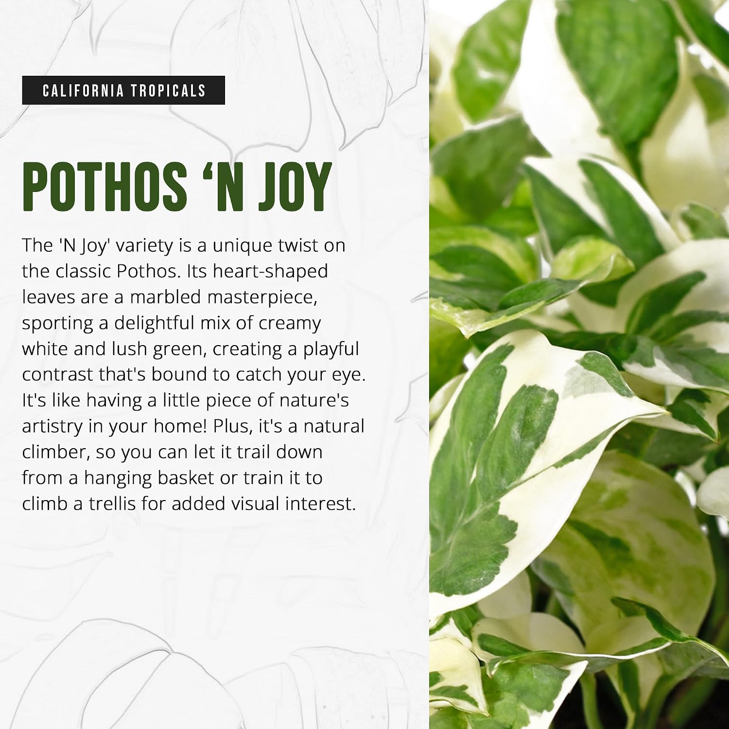 California Tropicals Pothos 'N Joy - 4" Live Plant - Variegated White and Green Leaves - Easy to Care for - Perfect for Home Decor, Gifts