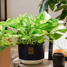 pothos