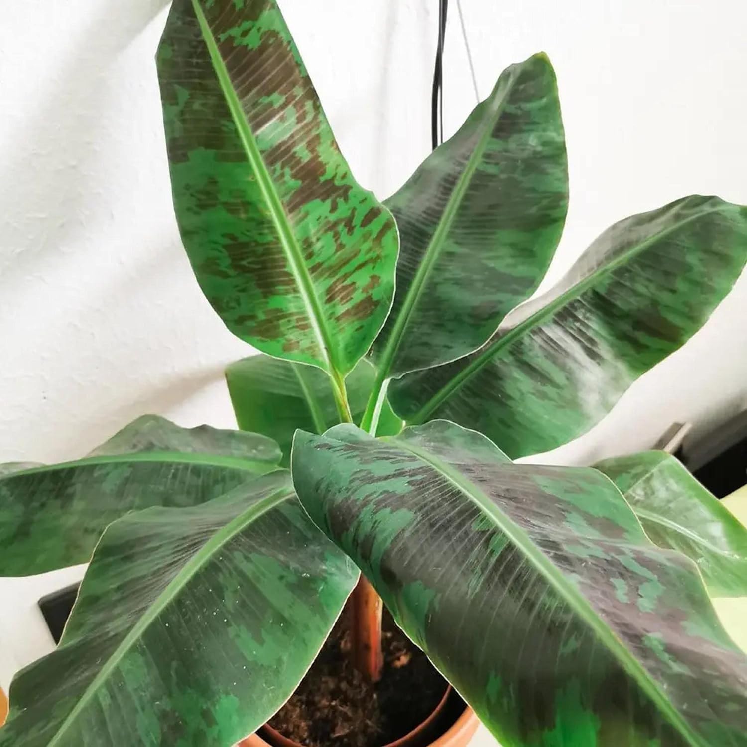 ‘Black Magic’ Taro, a Great Live Pond Plant for Your Water Garden. Filters The koi and Goldfish Pond. Good for Bogs
