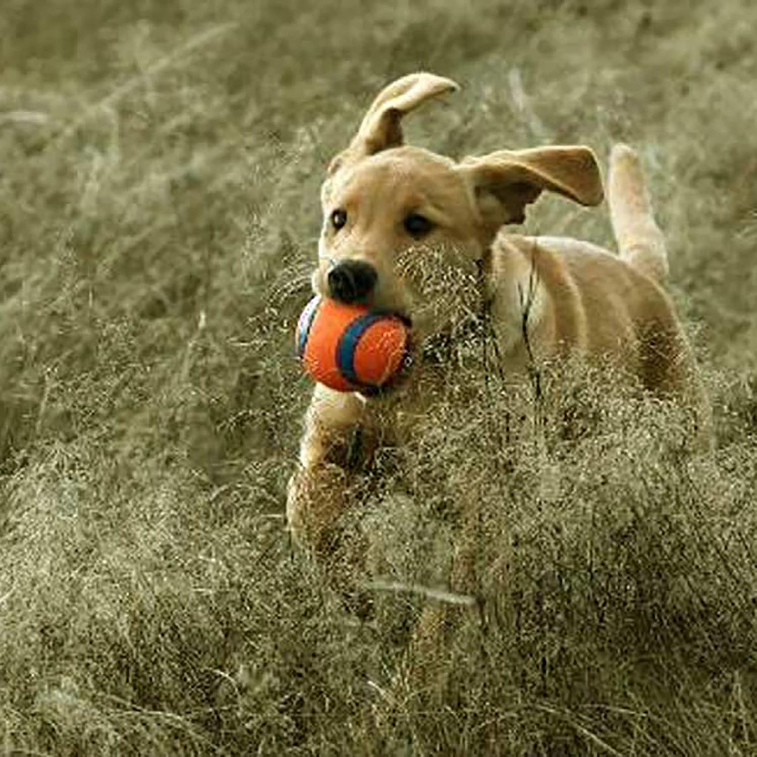 Chuckit! Ultra Ball Dog Toy - Size Large - For Dogs 60-100 lbs - Made from Durable Rubber - Super Bouncy - Floats in Water - 3-inch Diameter - Pack of 1