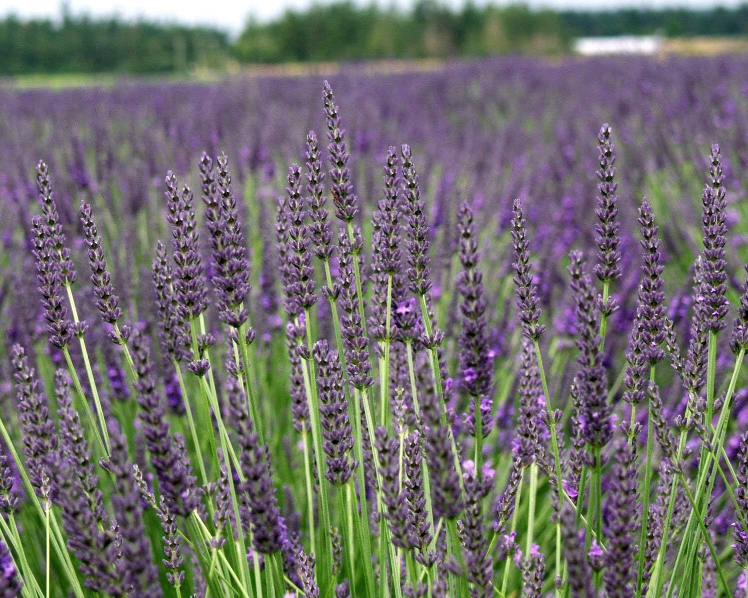 L+ Provence Lavender — 1 Live Plant in 2.5QTs — Blue-Purple Flowers — Fragrant, Bee-Friendly, Drought & Deer Resistant Perennial — Zones 5–9