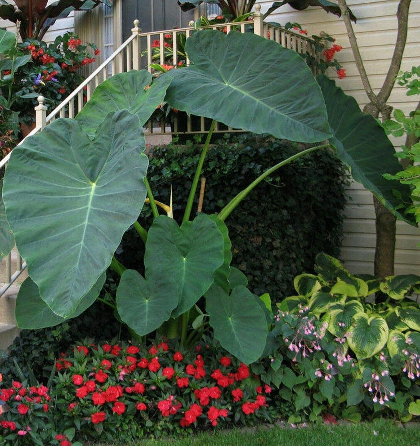 3 LIVE BULBS Colocasia gigantea Thailand Giant Thai Giant Elephant Ear Huge Leaf