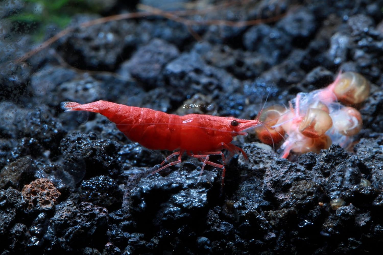 Live Freshwater Aquarium Shrimp - Neocaridina (Red Cherry, 5 Pack)