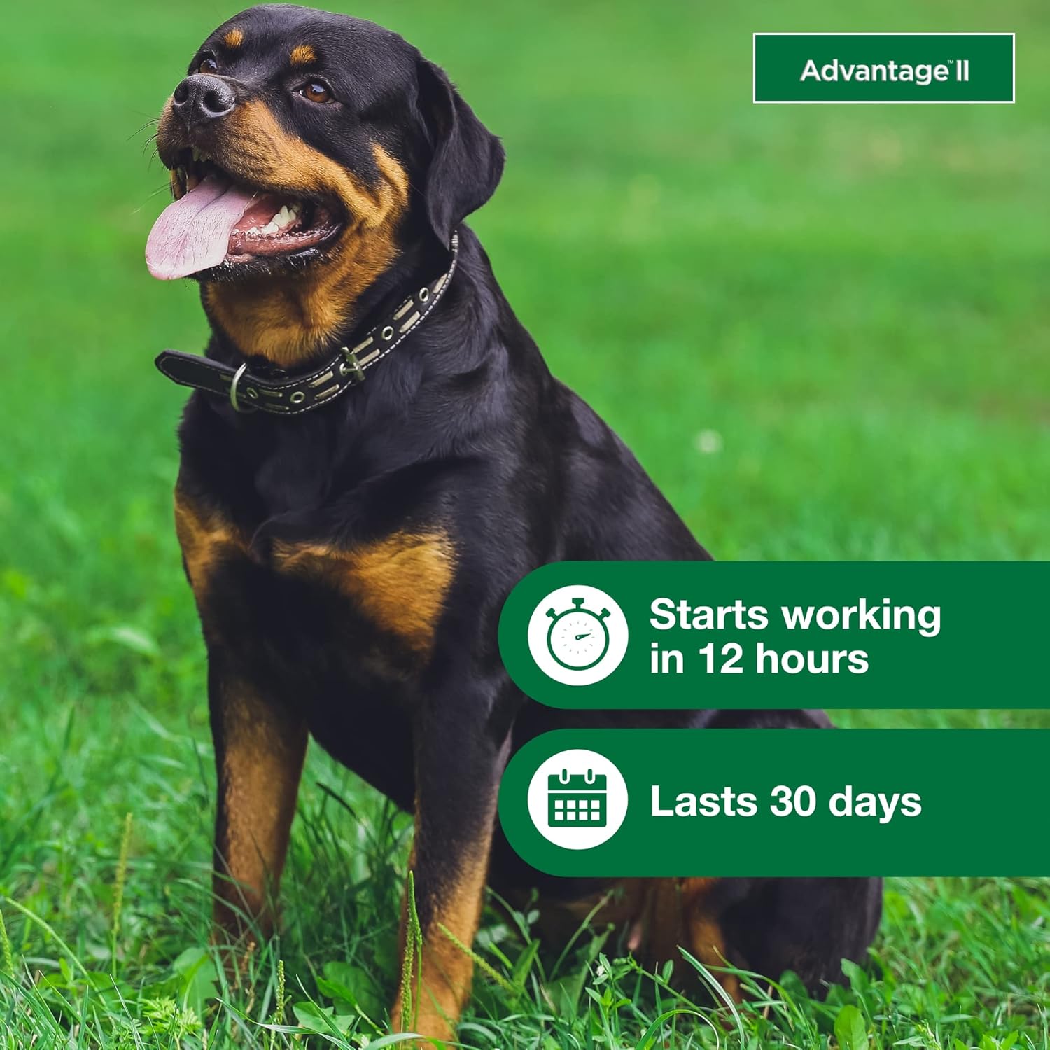 Advantage II Large Dog Vet-Recommended Flea Treatment & Prevention | Dogs 21-55 lbs. | 4-Month Supply