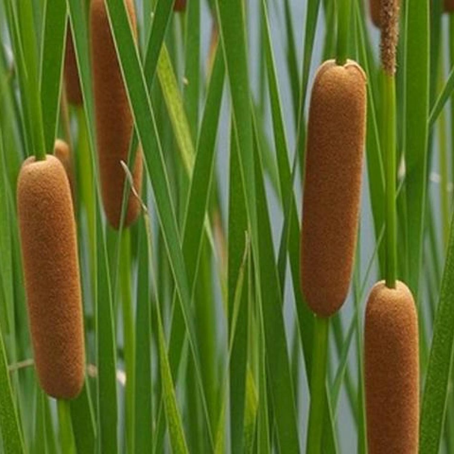 ‘Black Magic’ Taro, a Great Live Pond Plant for Your Water Garden. Filters The koi and Goldfish Pond. Good for Bogs