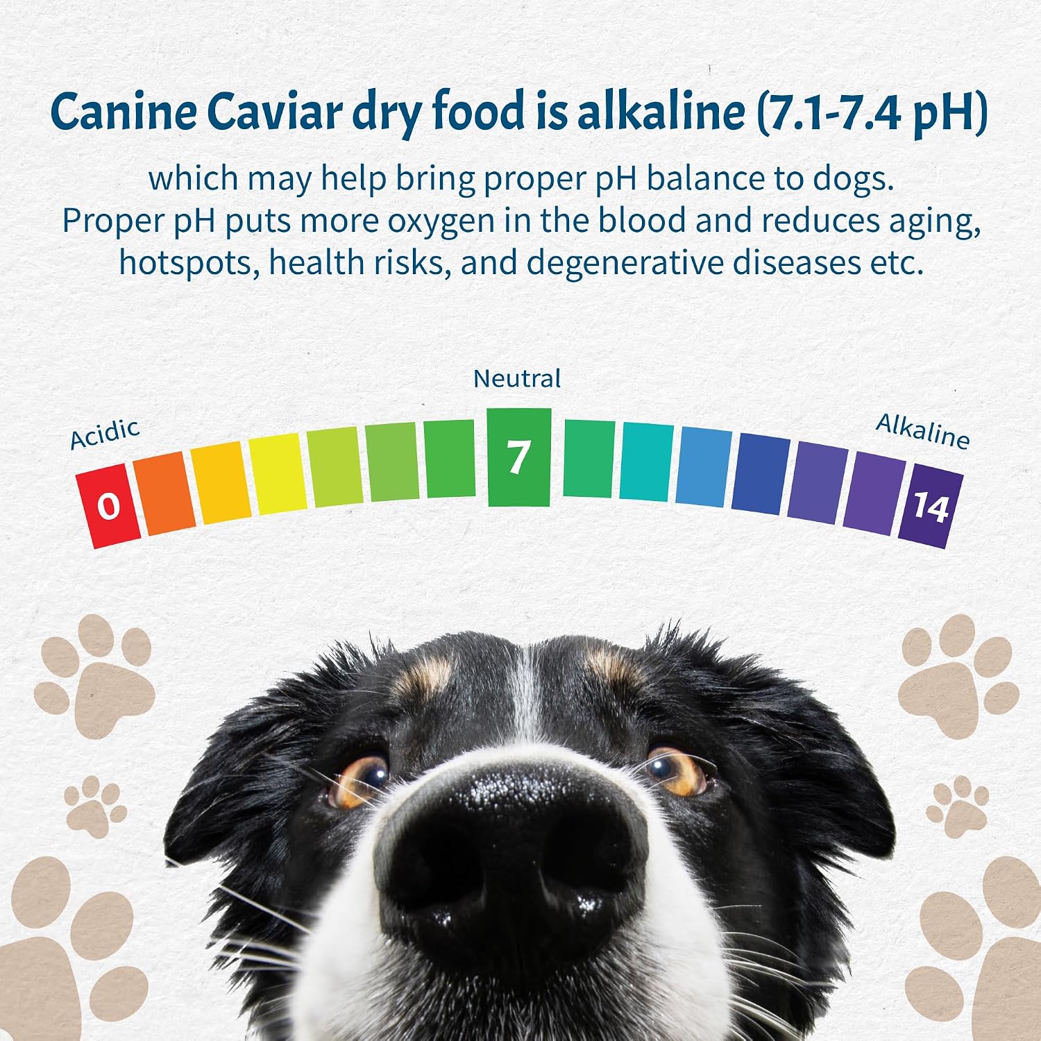 Canine Caviar - Open Range: Water Buffalo & Chickpea Alkaline Dry Dog Food, Limited Ingredients, Gluten-Free, Based on Science & Research, Veterinary Alternative Diet (22 Pound Bag)