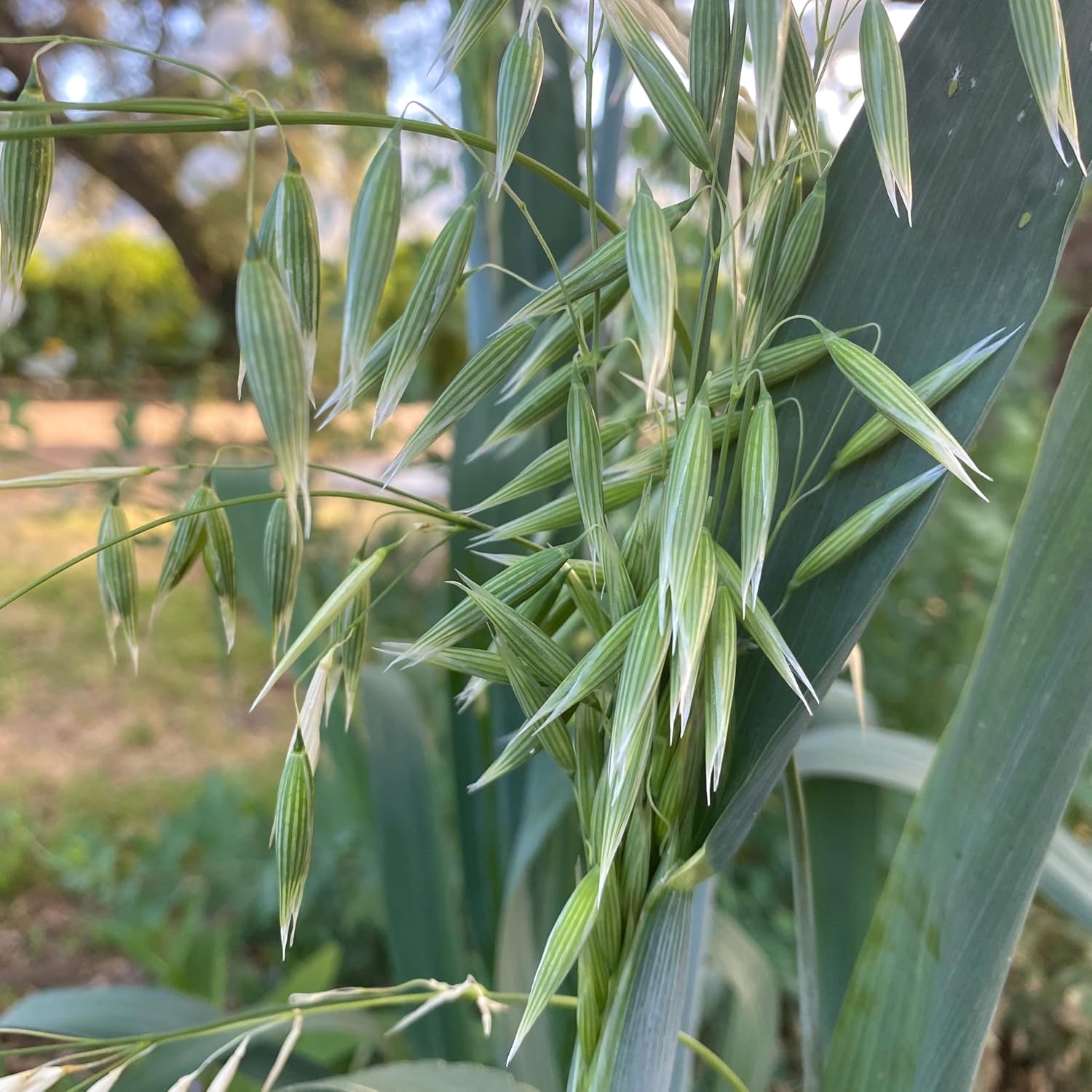 All Good Things Organic Hard Red Spring Wheat Seeds for Planting: 200 Count | Classic Bread-Baking Wheat, High-Protein Hard Red Kernels, Homestead Grain Plot Staple, Doubles as Cover Crop, Non-GMO
