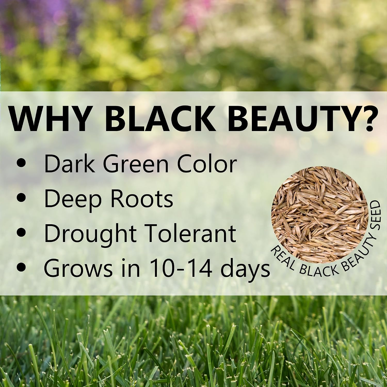 Jonathan Green (10895) Black Beauty Sunny Grass Seed - Cool Season Lawn Seed (1 lb)