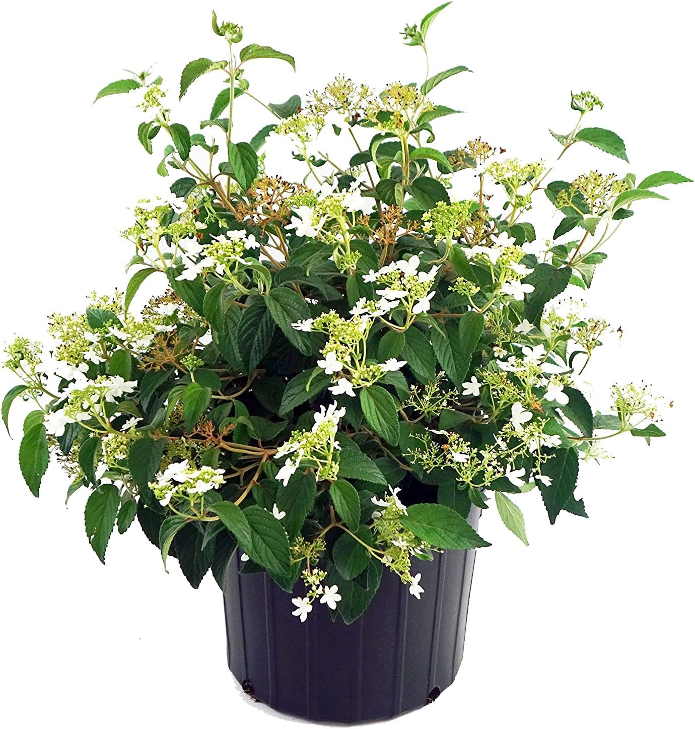 Viburnum p. t. 'Mariesii' (Doublefile Viburnum) Shrub, white flowers, #3 - Size Container